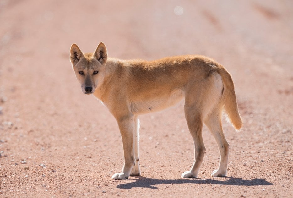 Akngwerlye Artnwere (Dingo) Protect Dingoes in the Northern Territory